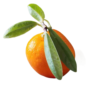 Vibrant Kumquat PNG 06252024 PNG