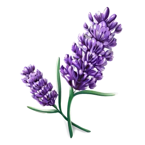 Vibrant Lavender Blossom Png 06132024 PNG image