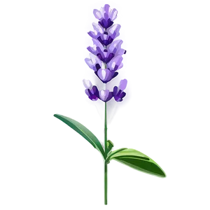 Vibrant Lavender Blossom Png 58 PNG image