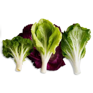 Vibrant Lettuce Png 88 PNG image