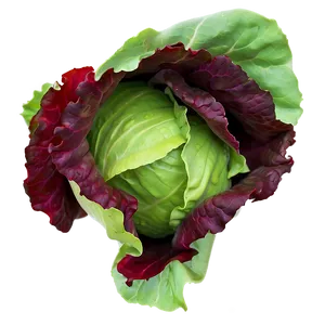 Vibrant Lettuce Png Xby PNG image