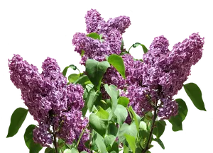 Vibrant Lilac Bush Blooms PNG image