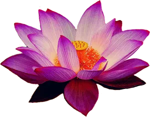 Vibrant Lotus Flower Bloom PNG image