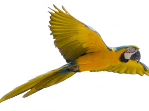 Vibrant_ Macaw_ In_ Flight.png PNG image