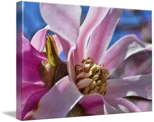 Vibrant Magnolia Bloom Closeup PNG image