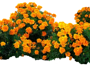 Vibrant_ Marigold_ Blooms