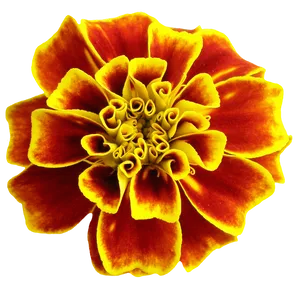 Vibrant_ Marigold_ Closeup