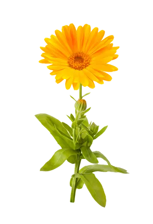 Vibrant Marigold Flower PNG image