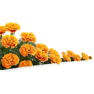 Vibrant Marigolds Garden Png 46 PNG image