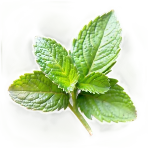 Vibrant Mint Leaf Png 06212024 PNG image