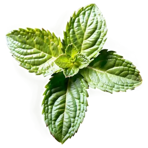 Vibrant Mint Leaf Png 06212024 PNG image