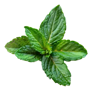 Vibrant Mint Leaves Png Iks PNG image