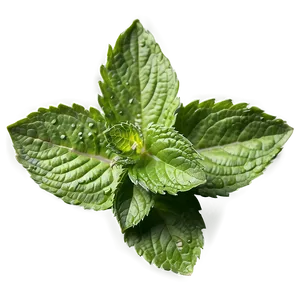 Vibrant Mint Leaves Png Kfm PNG image