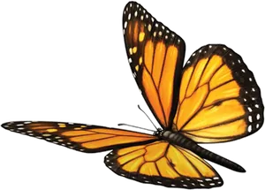 Vibrant Monarch Butterfly PNG image