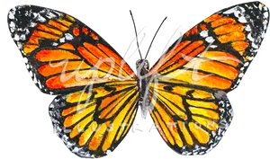 Vibrant Monarch Butterfly Artwork PNG image