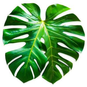 Vibrant Monstera Leaf Detail PNG 05232024 PNG