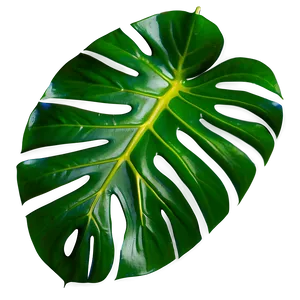 Vibrant Monstera Leaf Detail PNG Wbs93 PNG