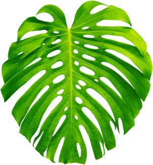 Vibrant Monstera Leaf PNG image