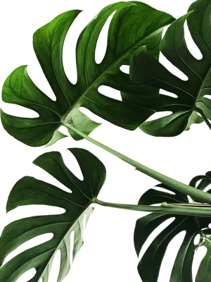 Vibrant Monstera Leaves PNG image