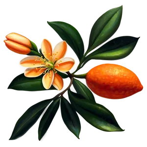 Vibrant Orange Blossom PNG 06122024 PNG