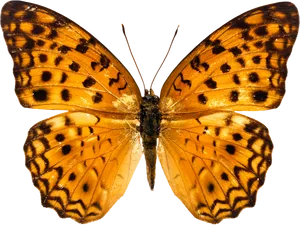 Vibrant_ Orange_ Butterfly PNG image