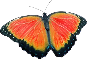 Vibrant Orange Butterfly Black Background