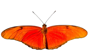 Vibrant Orange Butterfly Black Background