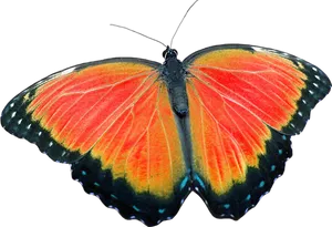 Vibrant Orange Butterfly Black Background PNG image