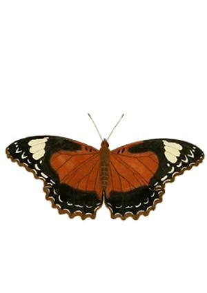 Vibrant Orange Butterfly Black Background PNG image