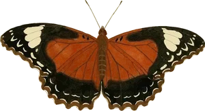 Vibrant_ Orange_ Butterfly_ Black_ Background