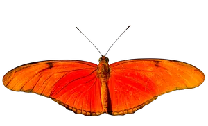 Vibrant_ Orange_ Butterfly_ Spread_ Wings.png