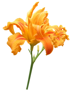 Vibrant Orange Daylily Flower