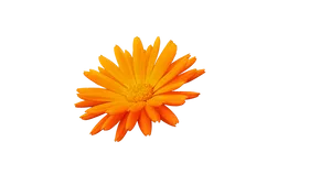 Vibrant Orange Flower Blue Background