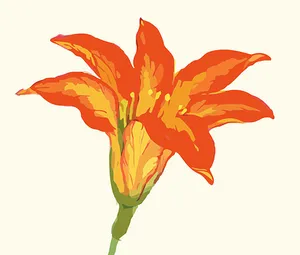 Vibrant Orange Flower Illustration