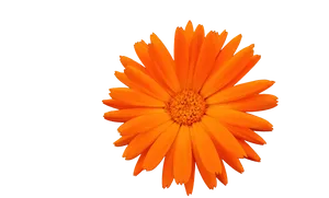 Vibrant Orange Flower Isolated