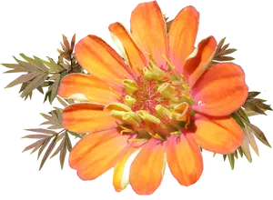 Vibrant Orange Flower Transparent Background