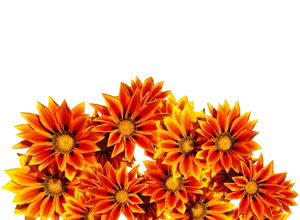 Vibrant Orange Flowers Black Background