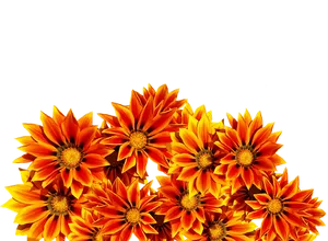 Vibrant_ Orange_ Flowers_ Black_ Background.jpg