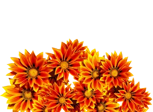 Vibrant Orange Gazania Flowers
