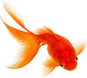 Vibrant Orange Goldfish.png