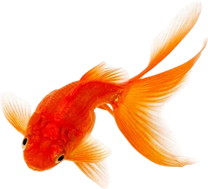 Vibrant Orange Goldfish.png