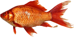 Vibrant Orange Goldfish
