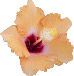 Vibrant Orange Hibiscus Flower
