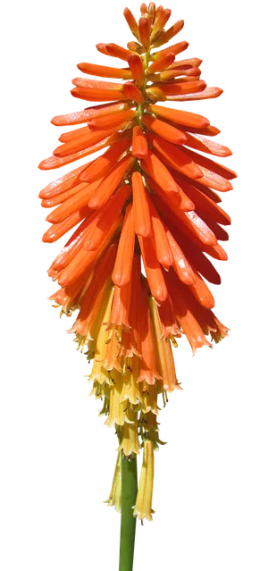 Vibrant Orange Kniphofia Flower