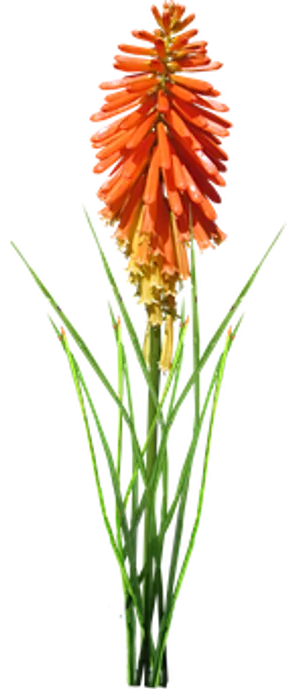 Vibrant Orange Kniphofia Flower