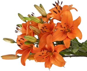 Vibrant Orange Lilies Bouquet PNG image