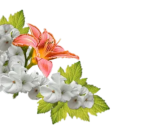 Vibrant Orange Lily White Flowers
