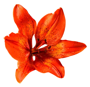 Vibrant Orange Lilywith Dew Drops.png