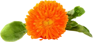 Vibrant Orange Marigold Flower.png PNG image