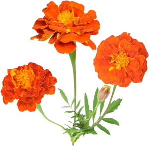 Vibrant Orange Marigolds Floral Display PNG image